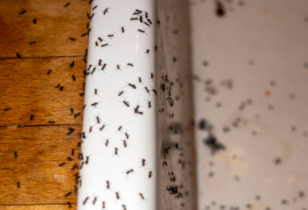 Best Commercial Pest Control Services  in Seaville, NJ