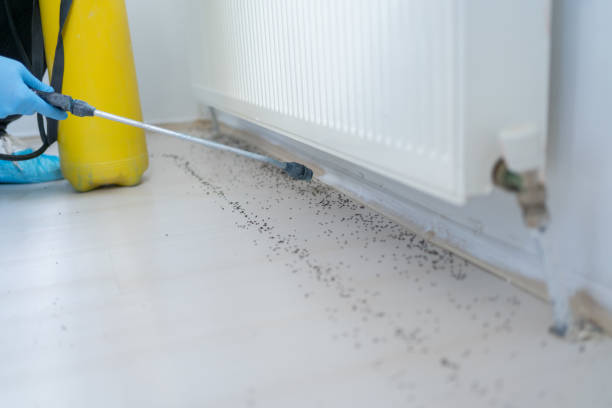 Best Spider Control Near Me  in Seaville, NJ
